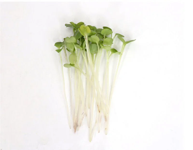 Rocket Seeds for Microgreen ( wild )