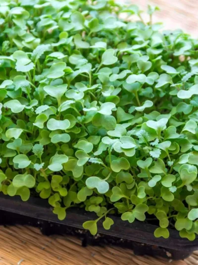 Growtime Green Cabbage Microgreen Seeds
