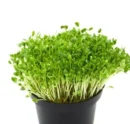 Growtime Kasuri Methi Microgreen Seeds