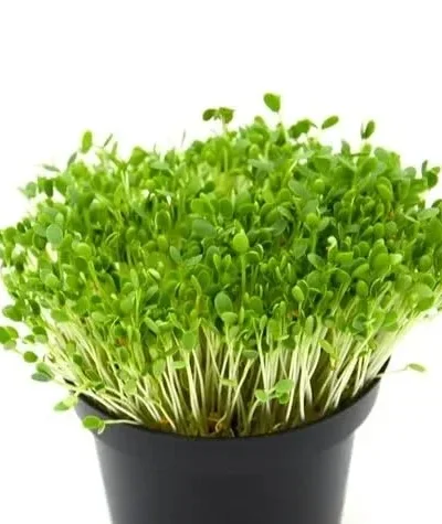 Growtime Kasuri Methi Microgreen Seeds