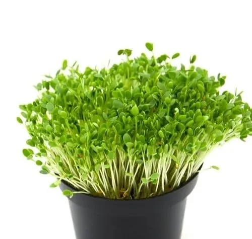 Growtime Kasuri Methi Microgreen Seeds