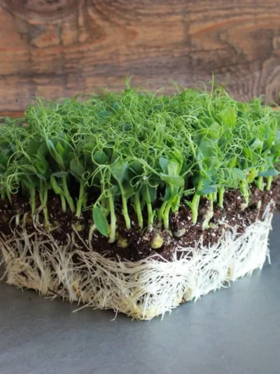 Growtime Peas Afila Microgreen Seeds, Microgreen Seeds (Green)