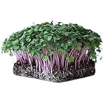 Growtime Radish China Rose Microgreen Seeds