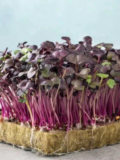Growtime Radish Sango Microgreen Seeds (Deep Purple)