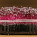 Growtime Red Amaranthus Microgreen Seeds