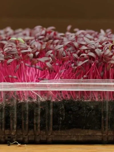 Growtime Red Amaranthus Microgreen Seeds