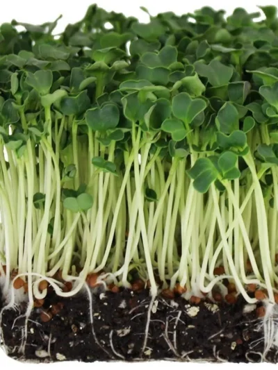 Growtime Spinach Microgreen Seeds