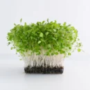 Red Cabbage Seeds for Microgreen