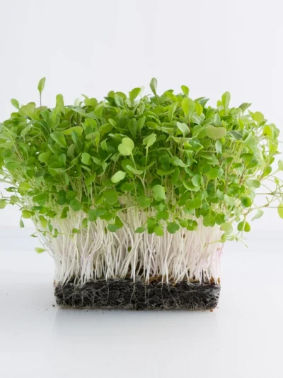 Red Cabbage Seeds for Microgreen